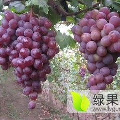 大荔葡萄著名品种,范家张爱琴诚信合作