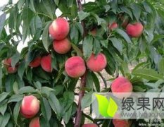 陕西大荔超越桃200-1蜜桃上货量大