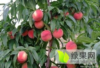 陕西大荔超越桃200-1蜜桃上货量大