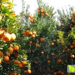 澧县柑橘香甜可口复兴余老板诚信合作