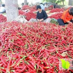 鸡泽辣椒早买早赚,曹庄段飞诚信合作