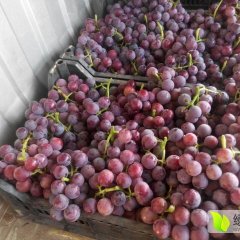 河北石家庄急售巨峰葡萄价格适宜