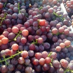 河北石家庄急售葡萄口感爽口