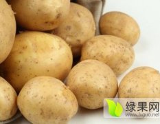 内蒙古尤金885土豆火热上市