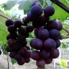 冠县葡萄果粒均匀 味甜多汁