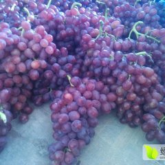 陕西临渭红提葡萄著名品种