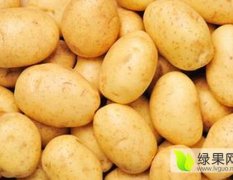 河北沽源：荷兰十五土豆 质量好价格低