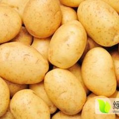 河北沽源：荷兰十五土豆 质量好价格低