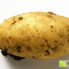 武川土豆个头大，薯型好，口感佳