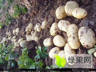 2015年陕西定边克新一号价格