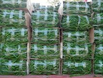 2015定襄辣椒走过路过不要错过