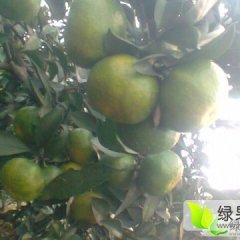 湖南回龙圩管理区迥峰蜜桔：特早，普早以上市