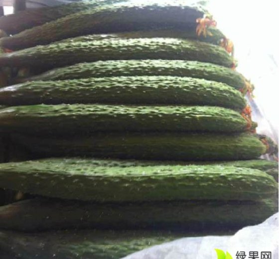 2016年山东莘县早青2号黄瓜价格