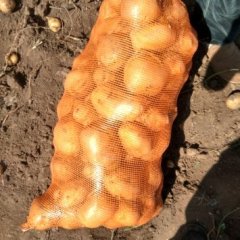 公主岭怀德土豆：张立龙