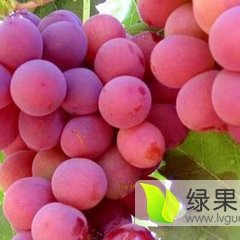 山东费县红提葡萄香甜可口