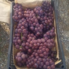 沂源燕崖巨峰葡萄口感纯正滑润，微带清香