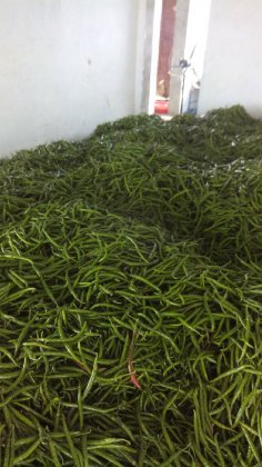 2015年河南兰考湘辣七号价格