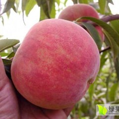 莱西蜜桃个头大，色泽红润，肉脆，口感清香