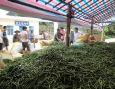 河南通許線椒肥胖紫紅，肉厚油多，香辣味美