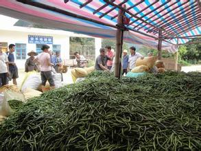 河南通许线椒肥胖紫红，肉厚油多，香辣味美