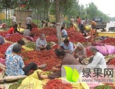 2015年河南羊角椒辣椒大量上市，辣椒品质好