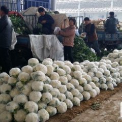 河北永年雪玉菜花聚焦市场