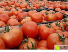 北票 庄头西红柿（大红、硬粉）秋季大量上市