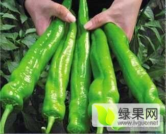 2015年河南夏邑​巨无霸5号价格