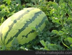 翁牛特旗五分地金城5号西瓜口感脆甜多汁