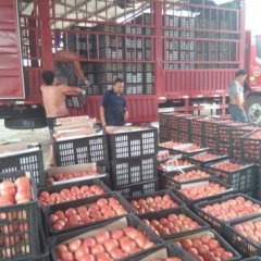 莘县西红柿逐渐升温,河店王云飞诚信合作