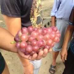 曲阜葡萄走过路过不要错过