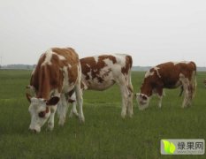 山西忻州云河牧场出售肉牛、奶牛