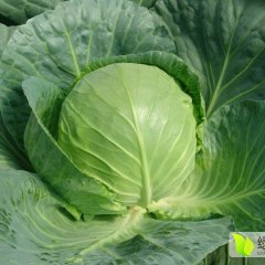 2015围场甘蓝再不来就没机会了！