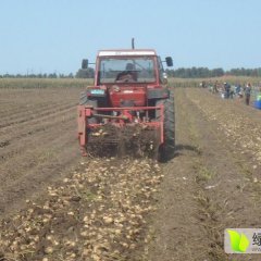黑龙江松北尤金885土豆品质优良