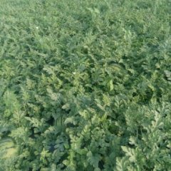 桦川地雷瓜花纹清晰，口感甜爽