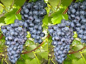 临渭葡萄营养丰富,辛市刘晓浩诚信合作