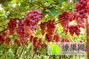 2015年安徽砀山红提价格