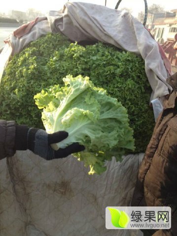 2015年河北永年散叶生菜价格