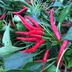 金乡鸡黍三樱椒辣椒营养丰富