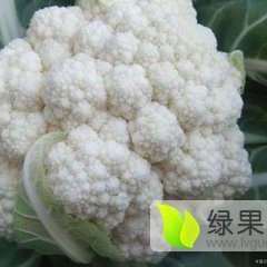 滕州菜花绿色无公害,大坞赵山诚信合作