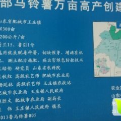 山东肥城土豆：冷库荷兰十五：大量供应