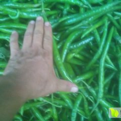 山东东明马头湘辣七号辣椒，青线辣椒。