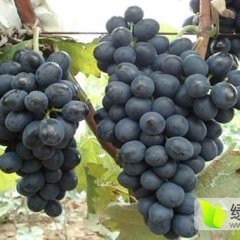 辽峰葡萄代购 辽宁熊岳产地大量供应辽峰葡萄