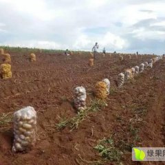 内蒙古各品种土豆现已开始采起，欢迎前来收购
