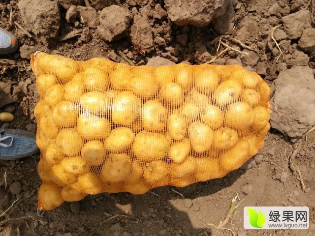 2015年吉林公主岭延薯四号价格