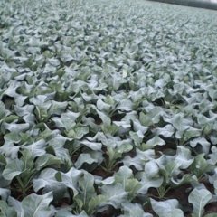 河南郸城白面青梗松花菜菜花火热上市