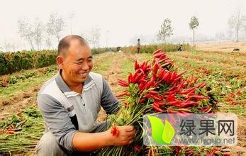河南通许县境内干辣椒大量上市中