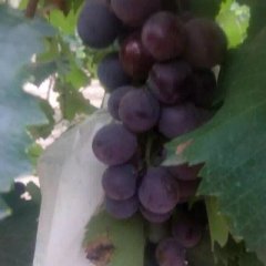 2015永济葡萄是您的最佳选择