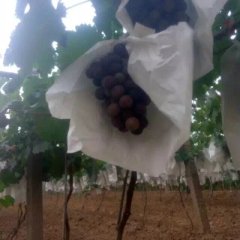 永济户太八号葡萄营养丰富，诚信合作