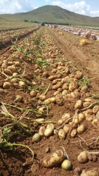 张北沽源多伦荷兰15已大量上市